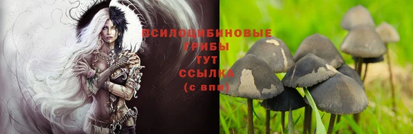 прущие грибы Арсеньев